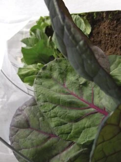 Summerweight Garden Fabric 8 Summerweight Garden Fabric -Garden Supplies Shop 32644VS 001E tif