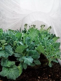 Summerweight Garden Fabric 10 Summerweight Garden Fabric -Garden Supplies Shop 32644 7936 tif