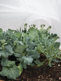 All-Purpose Garden Fabric 12 All-Purpose Garden Fabric -Garden Supplies Shop 32646 7940 tif