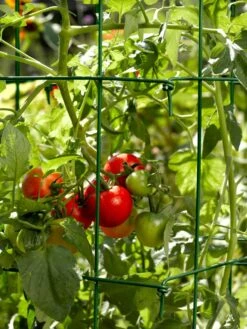 Tomato Cages, Set Of 4 -Garden Supplies Shop 34182 588 tif