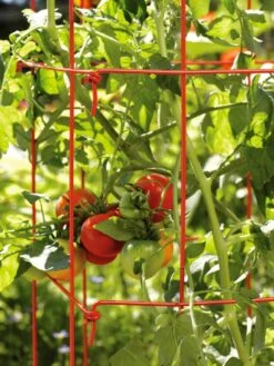 Tomato Towers, Set Of 2 7 Tomato Towers, Set Of 2 -Garden Supplies Shop 35780 2 595 tif