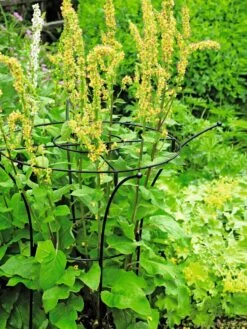 Essex Plant Supports 12 Essex Plant Supports -Garden Supplies Shop 37423 200 tif