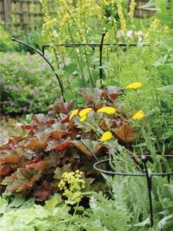 Essex Plant Supports 10 Essex Plant Supports -Garden Supplies Shop 37423 280 tif