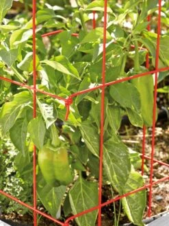 Pepper And Eggplant Cages, Set Of 3 12 Pepper And Eggplant Cages, Set Of 3 -Garden Supplies Shop 37464 567 tif