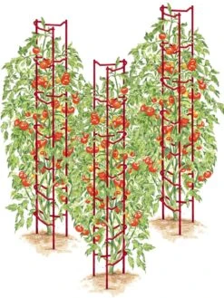 Tomato Ladders, Set Of 3
