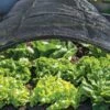 Shade Nets 1 Shade Nets -Garden Supplies Shop 38556 0191 tif