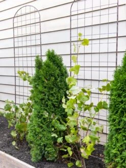 Jardin Flower Trellis -Garden Supplies Shop 38689 6002 tif