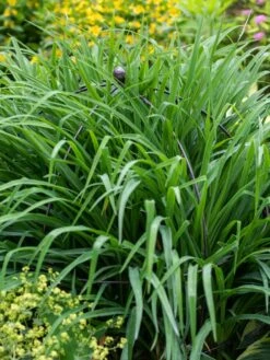 Jardin Bird Cage Support, 26" 9 Jardin Bird Cage Support, 26" -Garden Supplies Shop 39 521 0073 tif