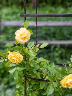 Jardin Round Obelisk, 7' 8 Jardin Round Obelisk, 7' -Garden Supplies Shop 39 530 0052 tif