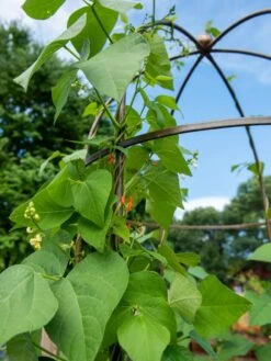 Jardin Tower -Garden Supplies Shop 3 4 crop 8612997 0058