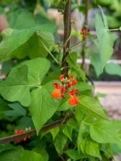 Jardin Tower -Garden Supplies Shop 3 4 crop 8612997 0059