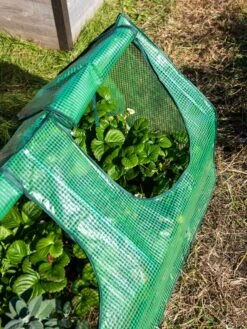 Multi Cloche -Garden Supplies Shop 3 4 crop 8613213 0240