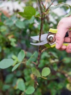 Pocket Pruners -Garden Supplies Shop 8586314 027 tif