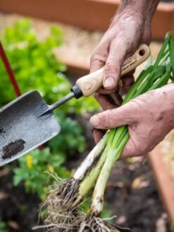Gardener's Lifetime Trowel -Garden Supplies Shop 8586972 3286 tif