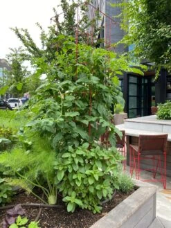 Tomato Towers, Set Of 2 8 Tomato Towers, Set Of 2 -Garden Supplies Shop 8587041 01IN tif