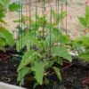 Pepper And Eggplant Cages, Set Of 3 1 Pepper And Eggplant Cages, Set Of 3 -Garden Supplies Shop 8587048 1073 tif