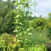 Bean Tower -Garden Supplies Shop 8587060GRN 0112 3 4