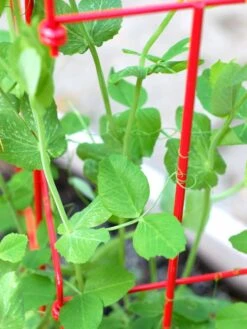 Tall Expandable Pea Trellis 11 Tall Expandable Pea Trellis -Garden Supplies Shop 8587061 101 tif 1