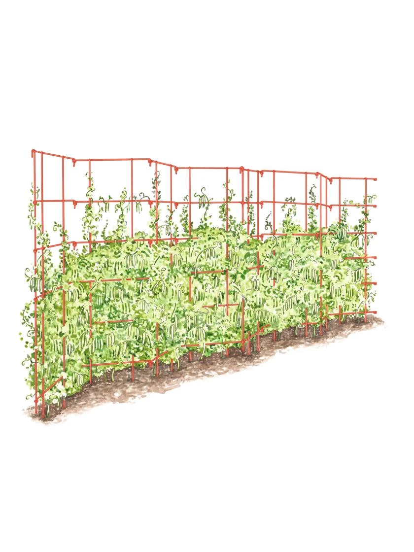 Expandable Pea Trellis 3 Expandable Pea Trellis