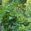 Deluxe Cucumber Trellis -Garden Supplies Shop 8587083 01IN