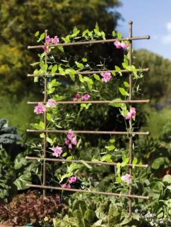 Jardin Ladder Trellis -Garden Supplies Shop 8587107 083 tif