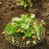 Strawberry Supports, Set Of 6 -Garden Supplies Shop 8587970 1039 tif