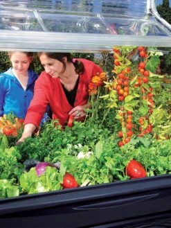 Canopia® By Palram Plant Inn™ Raised Bed Greenhouse, 4' X 4' -Garden Supplies Shop 8588308 03V tif