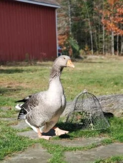 Chicken Wire Cloche -Garden Supplies Shop 8590210 01IN tif