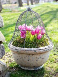 Chicken Wire Cloche -Garden Supplies Shop 8590210 021 tif