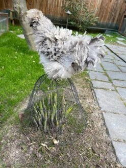 Chicken Wire Cloche -Garden Supplies Shop 8590210 02CUST tif