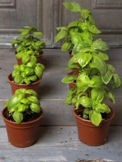 Organic Self-Watering Potting Mix, 20 Qts. -Garden Supplies Shop 8592212 3979 001E tif 3