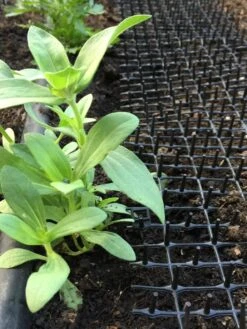 Cat Scat Mat 10 Cat Scat Mat -Garden Supplies Shop 8592448 03CUST tif