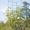 Mammoth Tomato Towers, Set Of 2 1 Mammoth Tomato Towers, Set Of 2 -Garden Supplies Shop 8595740 4437 tif