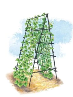 Titan A-Frame Trellis -Garden Supplies Shop 8595755 TitanAFrame art tif