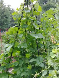 Titan Teepee Trellis -Garden Supplies Shop 8595757 01EMP tif