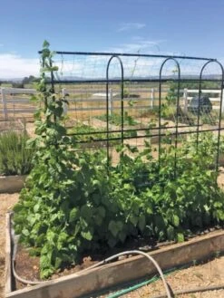 Titan Pea Tunnel 10 Titan Pea Tunnel -Garden Supplies Shop 8596275 01CUST tif