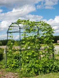 Titan Squash Tunnel 15 Titan Squash Tunnel -Garden Supplies Shop 8596276 0133 tif