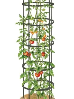 Titan Tall Tomato Cages, Set Of 3 -Garden Supplies Shop 8599860 0002 art tif