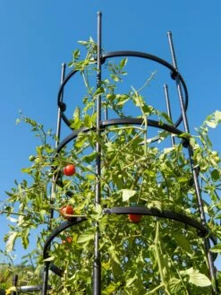 Titan Tall Tomato Cages, Set Of 3 -Garden Supplies Shop 8599860 0066 tif