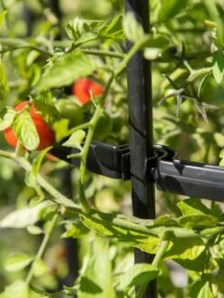 Titan Tomato Cages, Set Of 3 15 Titan Tomato Cages, Set Of 3 -Garden Supplies Shop 8599861 0079 tif