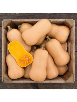 Brulee Butternut Squash Organic Seeds -Garden Supplies Shop 8599867 01v
