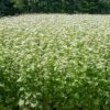 Common Buckwheat Organic Seeds 2 Common Buckwheat Organic Seeds -Garden Supplies Shop 8599871 02v common buckwheat organic seeds