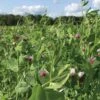 Field Peas, Oats And Vetch Mix Organic Seeds