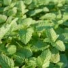 Lemon Balm Organic Seeds -Garden Supplies Shop 8599880 01V tif
