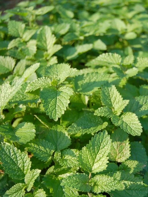 Lemon Balm Organic Seeds 3 Lemon Balm Organic Seeds -Garden Supplies Shop 8599880 01V tif