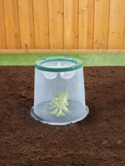 Sunny Forcing Cloches, Set Of 3 -Garden Supplies Shop 8600075 02V tif