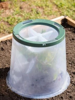 Sunny Forcing Cloches, Set Of 3 -Garden Supplies Shop 8600075 0734 tif