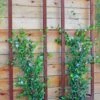 Ina Modern Wall Trellis Sr. -Garden Supplies Shop 8600510 05V tif