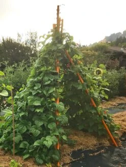 Annabel Tipi Trellis -Garden Supplies Shop 8600521 02V tif