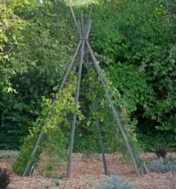 Annabel Tipi Trellis -Garden Supplies Shop 8600521 07V jpg
